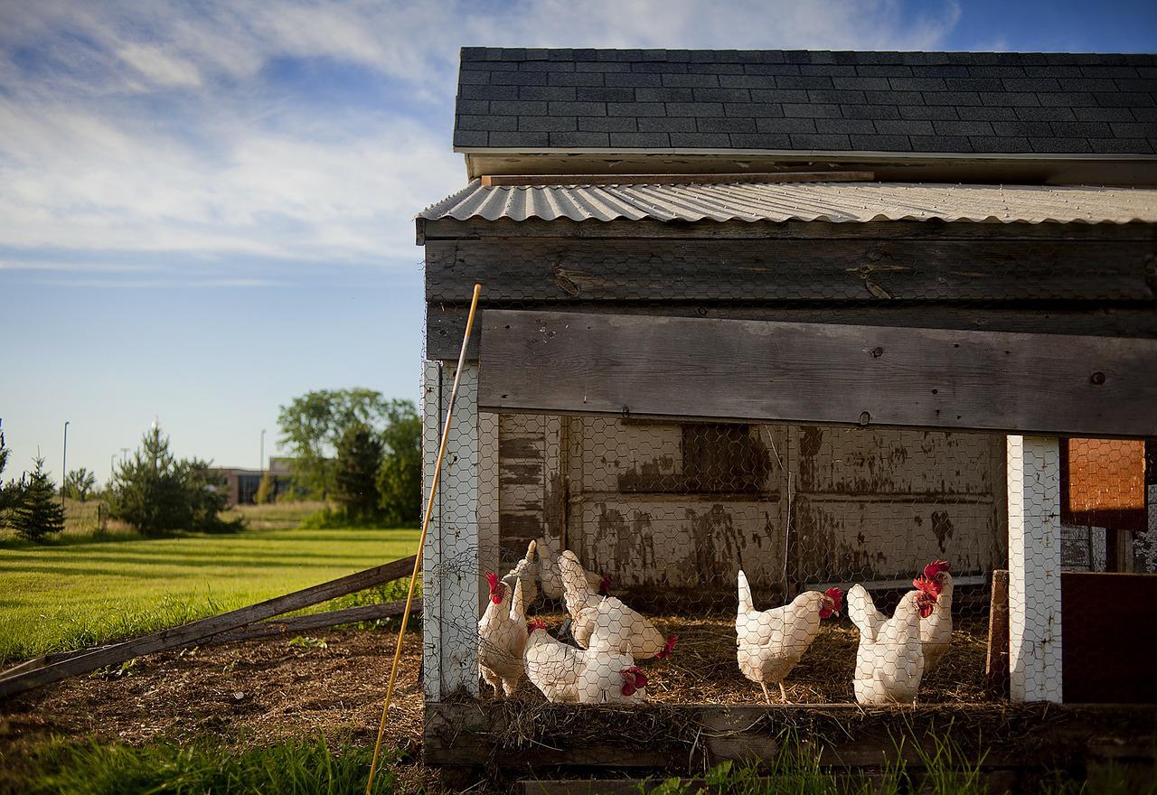 chicken coop, farm, chickens-343942.jpg